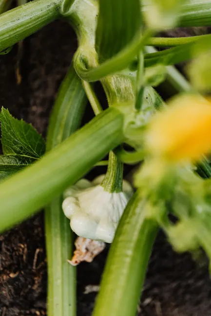 Vibrant green pattypan squash growing amidst lush foliage in a garden setting.