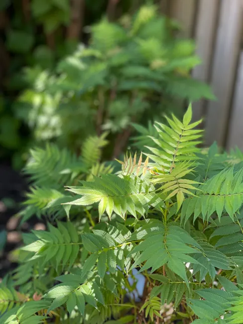 Vibrant green Sorbaria sorbifolia leaves basking in sunlight, highlighting their unique serrated shape.