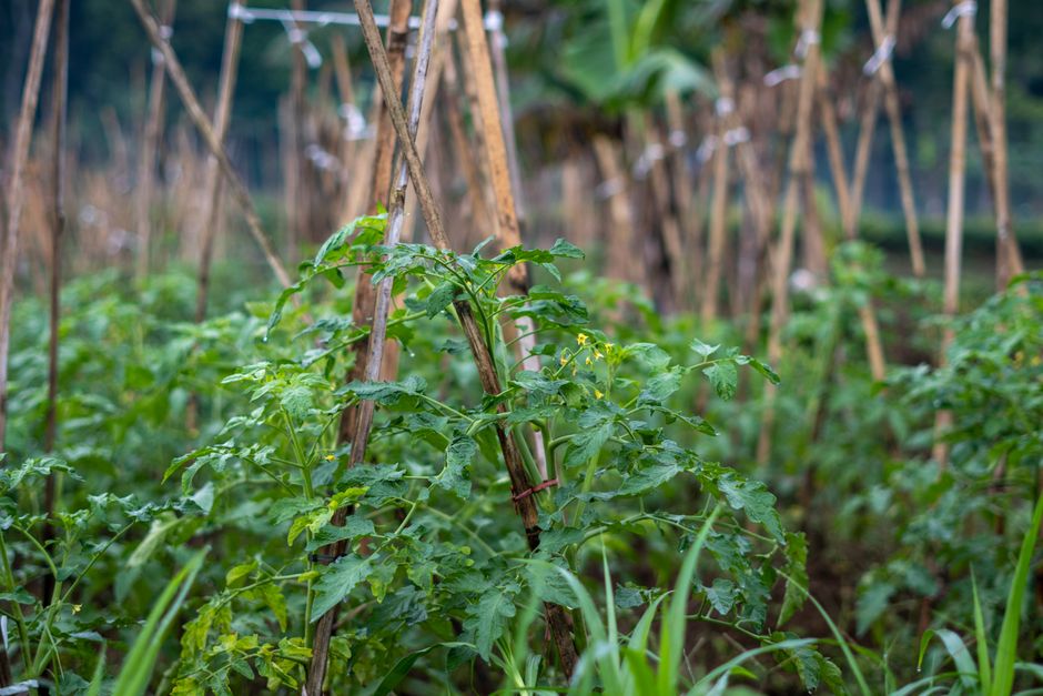 Vibrant green tomato plants supported by wooden stakes in an outdoor garden setting.
