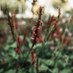 Persicaire amplexicaule : floraison de juin à octobre, touffe à surveiller Vibrant mountain fleece flowers captured in natural outdoors setting, showcasing rich red hues.