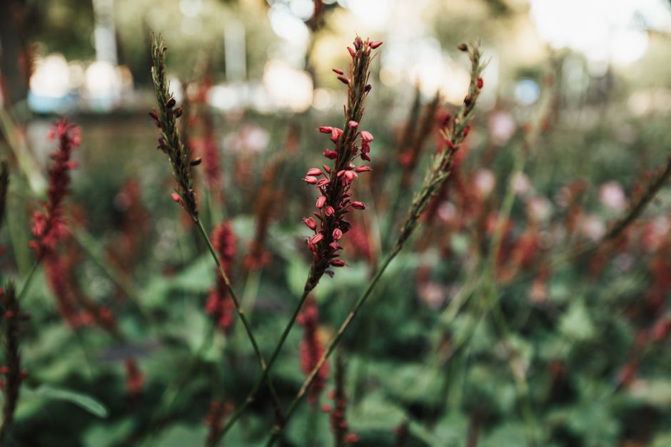 Vibrant mountain fleece flowers captured in natural outdoors setting, showcasing rich red hues.