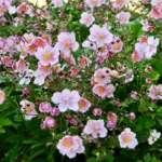 Anémone du Japon : 4 plants au m² et des fleurs d’août à octobre, gare aux drageons Vibrant pink anemone flowers blooming in a lush garden setting.