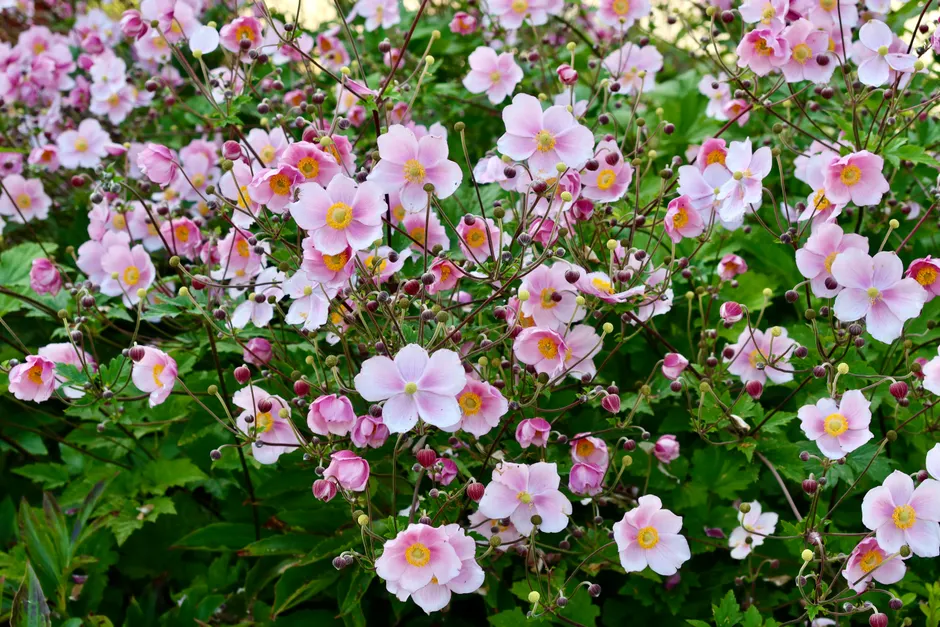 Vibrant pink anemone flowers blooming in a lush garden setting.