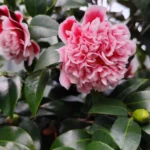 Corète du Japon : planter en automne, tailler après floraison, dompter les rejets Vibrant pink camellia flower with lush green leaves, a symbol of beauty and romance.
