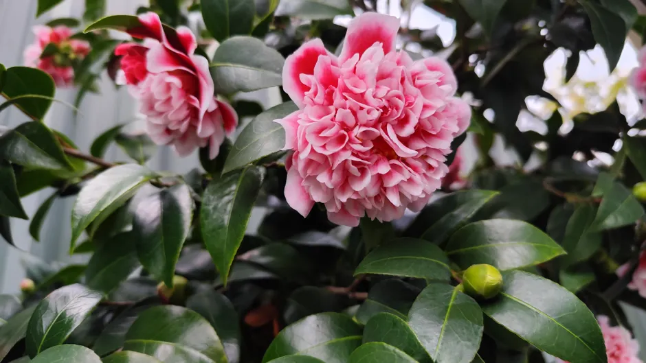 Vibrant pink camellia flower with lush green leaves, a symbol of beauty and romance.