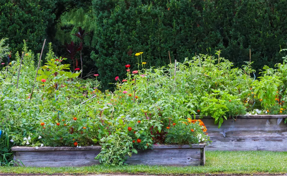 Vibrant raised garden beds filled with diverse plants and flowers in lush greenery.