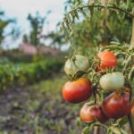 Vibrant red and green tomatoes growing on a plant in a Budapest garden.