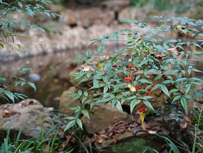 Vibrant red Nandina berries with lush foliage near a serene forest stream.