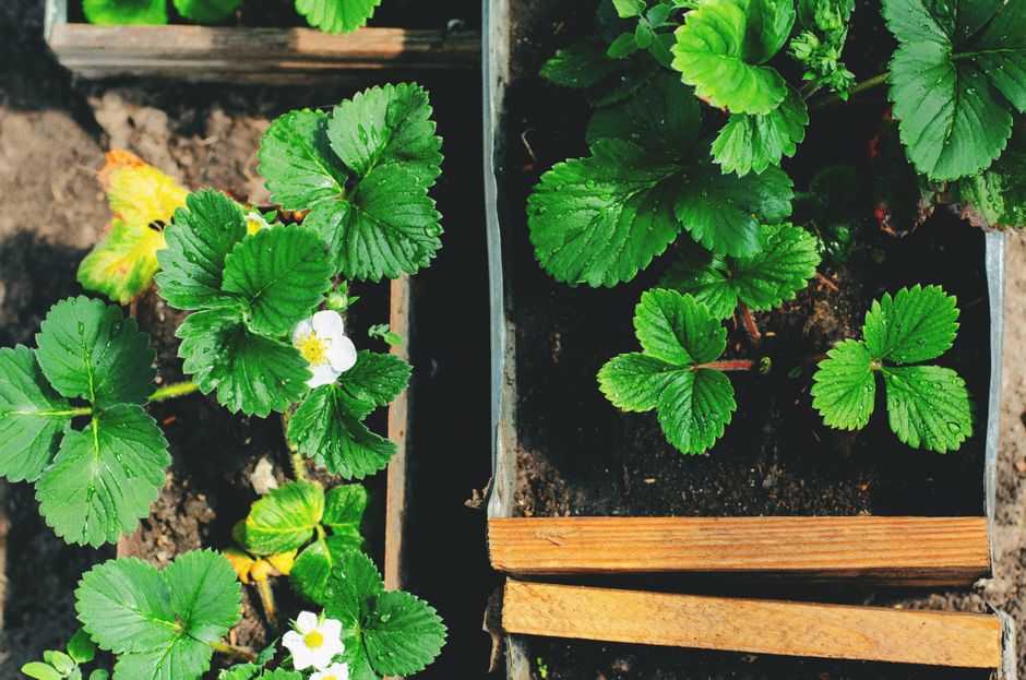 Vibrant strawberry plants with water droplets in wooden planters, showcasing fresh growth and greenery.