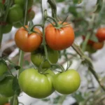 Vibrant tomatoes growing on the vine, showcasing the transition from green to ripe red.