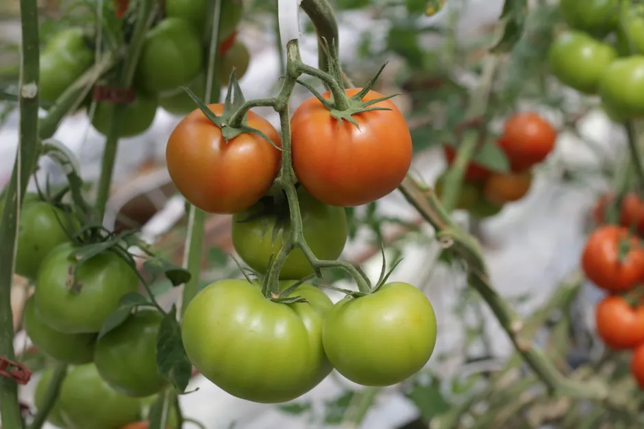 Vibrant tomatoes growing on the vine, showcasing the transition from green to ripe red.