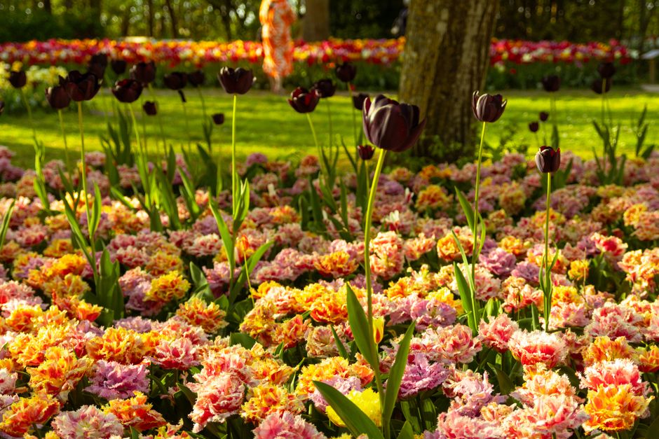 Vibrant tulip garden with colorful blooms on a sunny spring day.