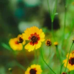 Vibrant yellow and red Plains Coreopsis flowers blooming in a lush green field.