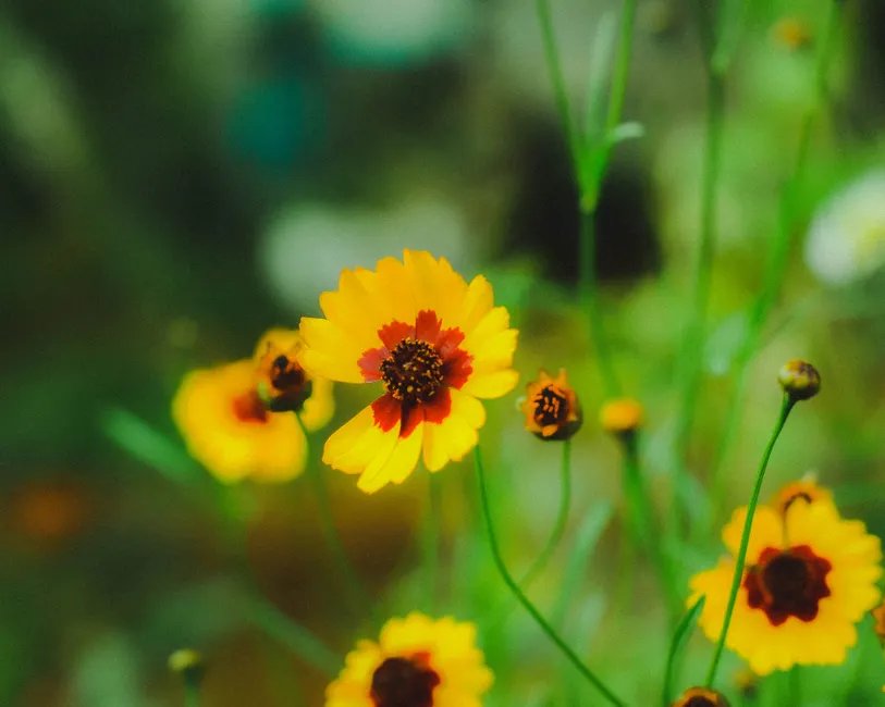 Vibrant yellow and red Plains Coreopsis flowers blooming in a lush green field.