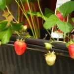 Fraisiers sur palette en 2026 : du montage à la récolte, le bois ne fait pas tout Vivid ripe and unripe strawberries growing in a black planter box.