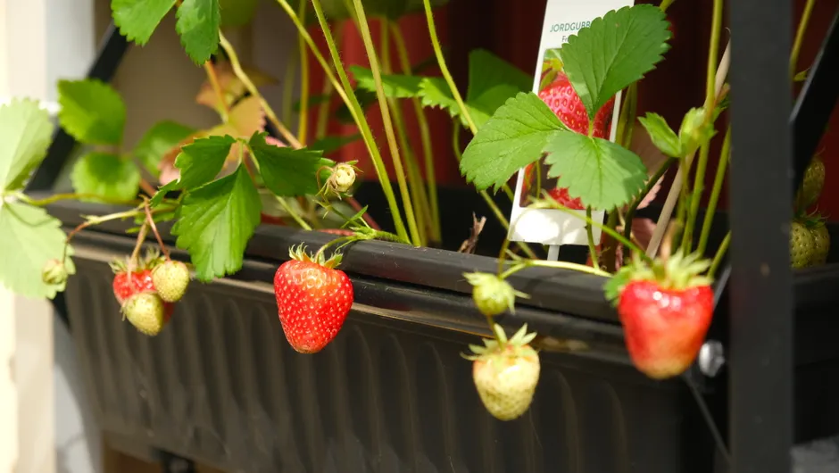 Vivid ripe and unripe strawberries growing in a black planter box.