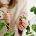 Woman's hands holding and propagating a pilea plant indoors with selective focus.