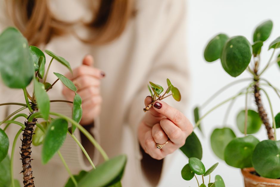 Woman's hands holding and propagating a pilea plant indoors with selective focus.