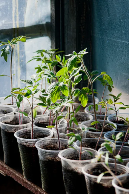 Young tomato seedlings thrive indoors in recycled plastic cups, showcasing sustainable gardening.