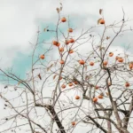 A bare tree with orange persimmons stands out against a cloudy sky, creating a striking late autumn scene.