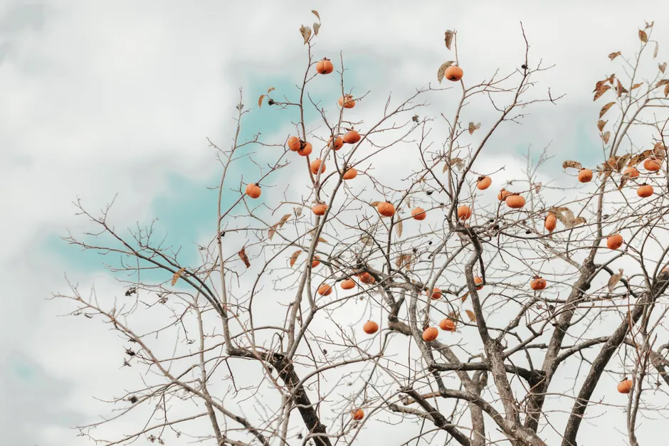 A bare tree with orange persimmons stands out against a cloudy sky, creating a striking late autumn scene.