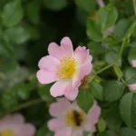 Églantier : 3 m de sauvage, des cynorhodons en automne, gare aux épines A beautiful close-up of a pink wild rose flower blooming amidst green foliage.