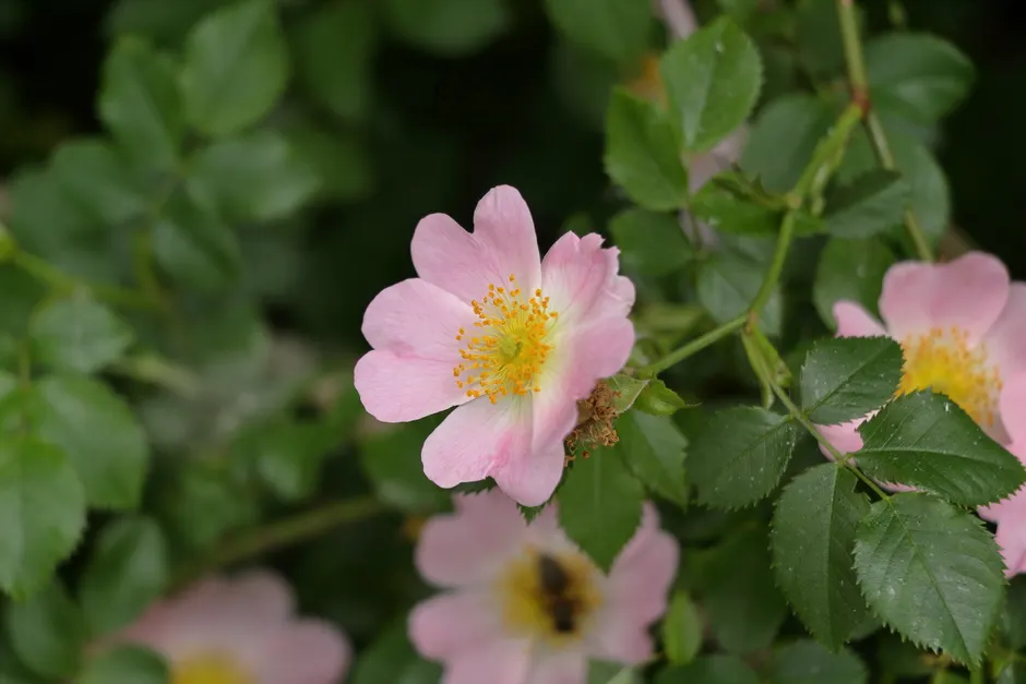 A beautiful close-up of a pink wild rose flower blooming amidst green foliage.