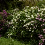 Lilas qui ne fleurit pas: 7 causes à vérifier au printemps, le sécateur n'est pas innocent A beautiful display of lilac bushes with colorful flowers in a lush garden setting.