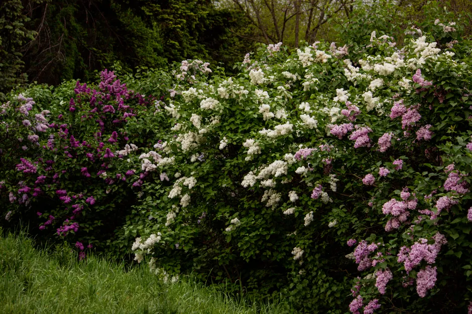 A beautiful display of lilac bushes with colorful flowers in a lush garden setting.