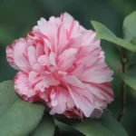 Camellia sasanqua : planter en octobre, fleurir jusqu'en janvier, mais le gel veille A beautiful pink camellia flower in full bloom against a blurred green background.