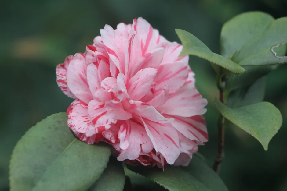 A beautiful pink camellia flower in full bloom against a blurred green background.