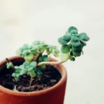 Menthe verte au jardin : pot, rhizomes en cavale et récolte du printemps aux gelées A beautifully captured close-up of a green succulent in a terracotta pot against a blurred background.