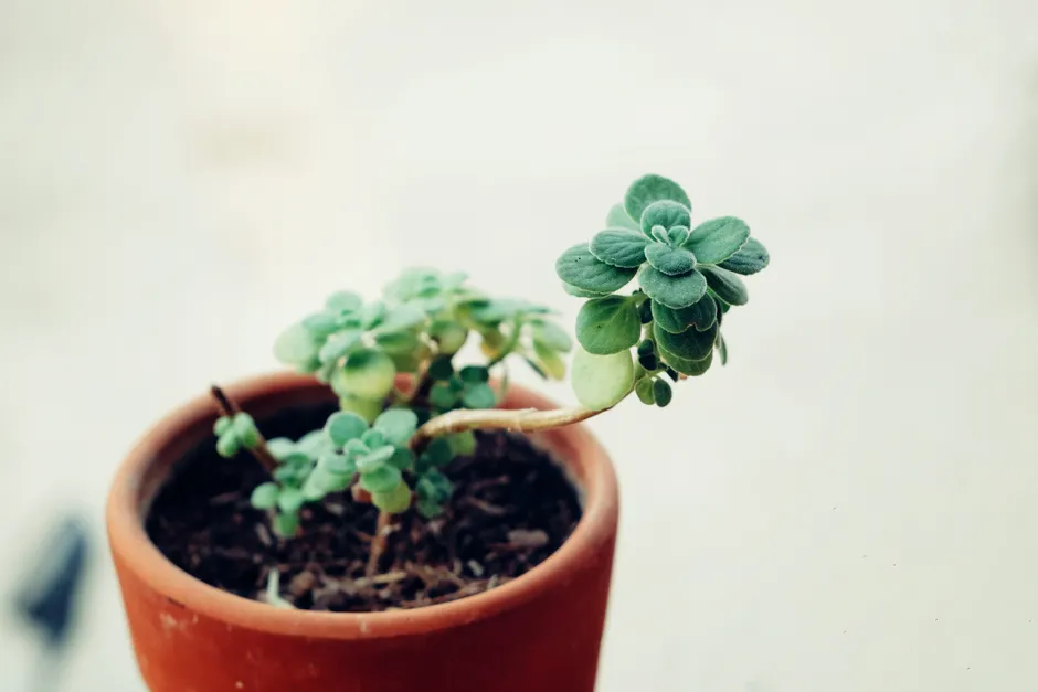 A beautifully captured close-up of a green succulent in a terracotta pot against a blurred background.