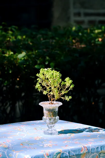 A beautifully lit potted plant in a clear glass vase sitting atop a floral patterned tablecloth outdoors.