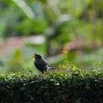 Haie pour oiseaux : 5 arbustes, 4 saisons, piège des baies A black bird with an orange beak resting on a green hedge in a lush garden setting.