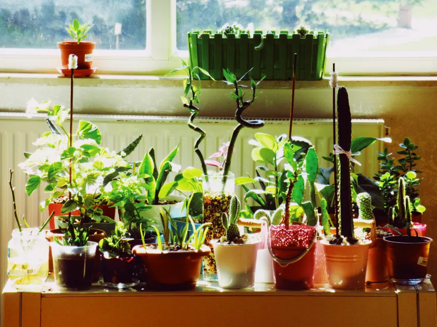 A bright display of various indoor cacti and houseplants in colorful pots by a window.