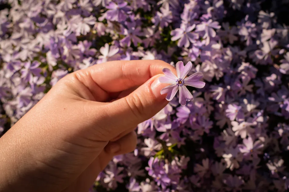 A close-up image of a hand holding a purple phlox flower against a background of blooming flowers.