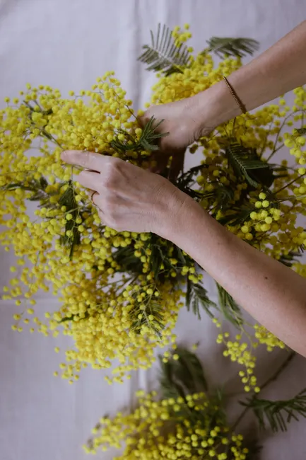 A close-up of hands arranging beautiful yellow mimosa flowers on a white background.