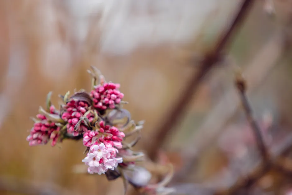 A close-up of pink Viburnum x bodnantense blossoms, showcasing nature's beauty.