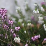Bruyères en fleurs toute l'année : 12 mois, piège au sol A close-up of vibrant pink and white heather flowers blooming outdoors, showcasing nature's beauty.