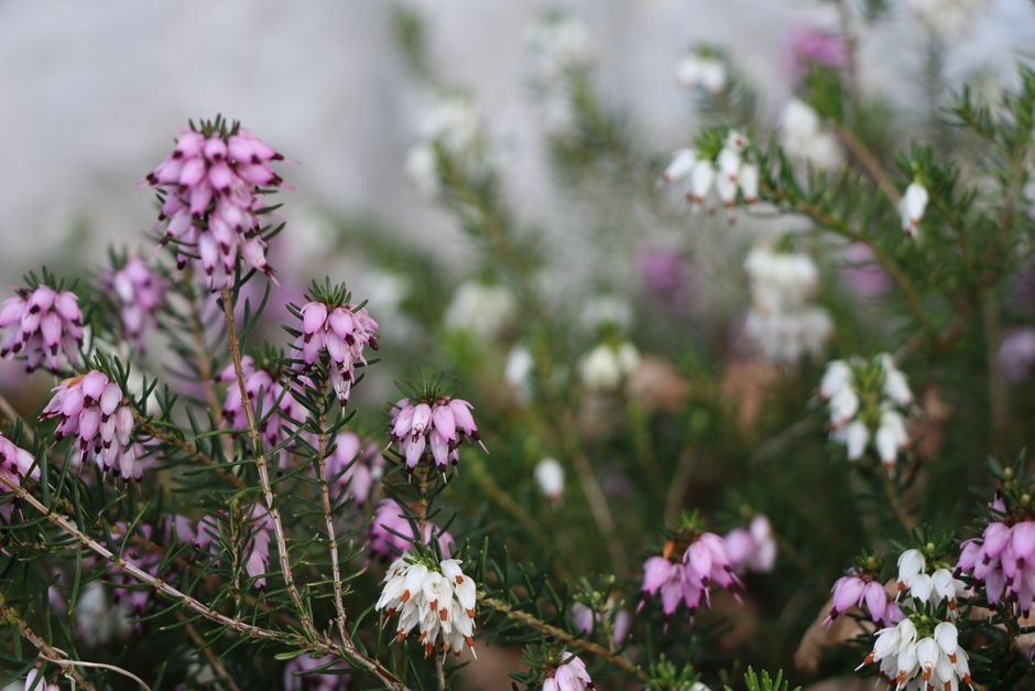 A close-up of vibrant pink and white heather flowers blooming outdoors, showcasing nature's beauty.
