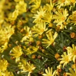 A close-up of vibrant yellow Euryops daisies in full bloom, captured outdoors in natural sunlight.