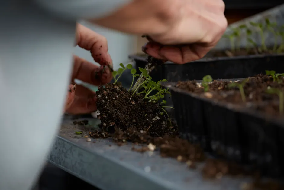 A close-up view of hands delicately planting young seedlings in soil, emphasizing gardening techniques.