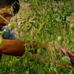 Tomate Saint-Pierre : semis de février à avril, récolte jusqu'en octobre selon le climat A dedicated farmer harvesting ripe tomatoes in Saint-Sulpice-de-Guilleragues, France.