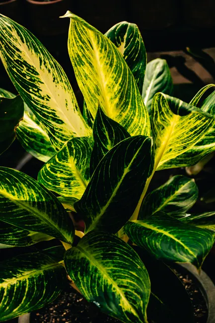 A detailed close-up of a vibrant green and yellow Dieffenbachia plant with lush leaves.