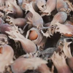 A detailed close-up of hazelnuts in their shells, perfect for food photography and culinary inspiration.