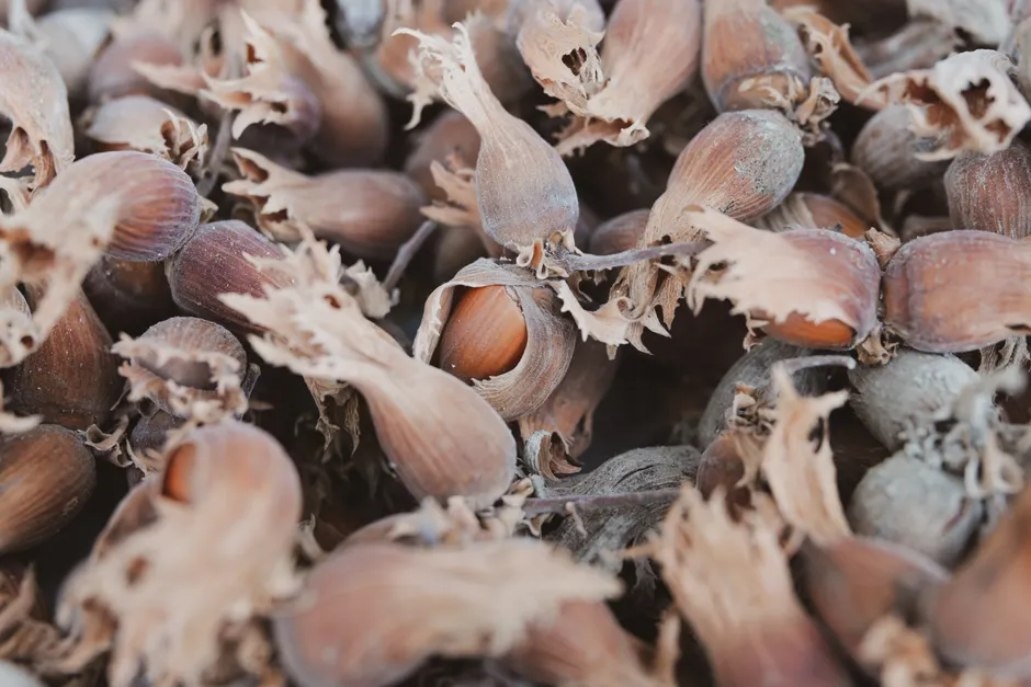 A detailed close-up of hazelnuts in their shells, perfect for food photography and culinary inspiration.