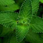 Cerfeuil commun : semis de mars à septembre, récolte en 4 à 6 semaines, mais la chaleur mène la danse A detailed close-up of vibrant green mint leaves showcasing their textured beauty.