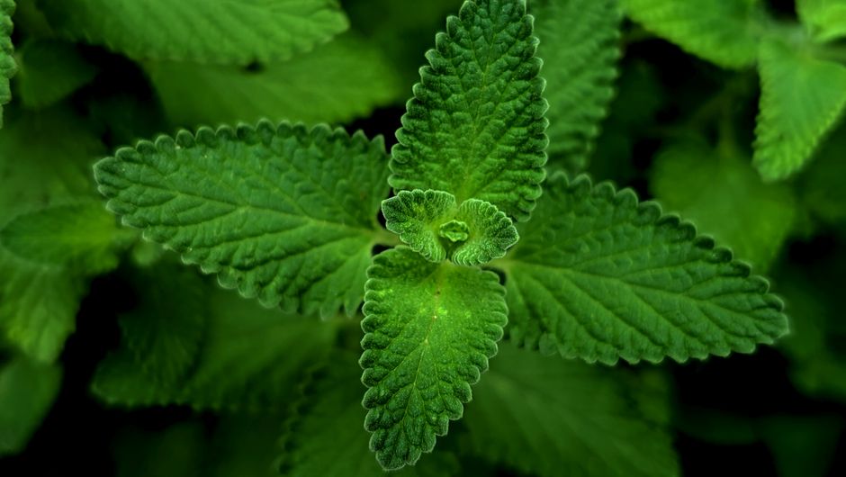 A detailed close-up of vibrant green mint leaves showcasing their textured beauty.