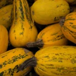 Courge spaghetti : semis en mars, récolte avant les gelées A detailed close-up shot of vibrant yellow spaghetti squash, perfect for fall recipes.